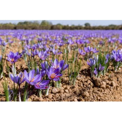 Crocus Sativus - 10 цибулин