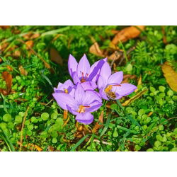 Crocus Sativus - 10 цибулин