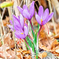 Crocus Sativus - 10 цибулин