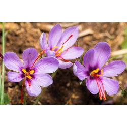 Crocus Sativus - 10 цибулин