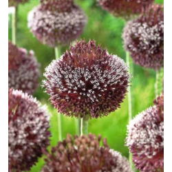 Dekorativ hvidløg - Forelock  - Allium Forelock
