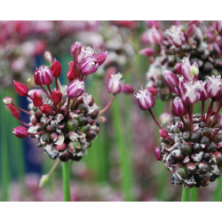 Allium Passion - 5 soğan