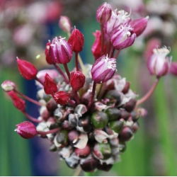 Dekorativ vitlök - Passion - paket med 5 stycken - Allium Passion