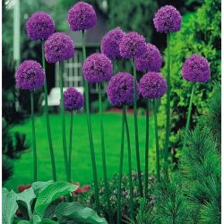 Allium Gladiator, Zierlauch