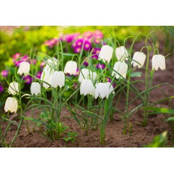 Fritillaria Meleargis Alba - Đầu rắn Fritillary Alba - 5 củ