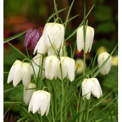 Fritillaria Meleargis Alba - Đầu rắn Fritillary Alba - 5 củ