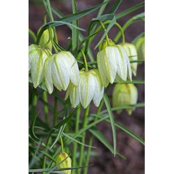 Fritillaria Meleargis Alba - Đầu rắn Fritillary Alba - 5 củ