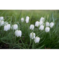 Fritillaria Meleargis Alba - Đầu rắn Fritillary Alba - 5 củ
