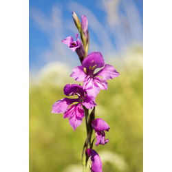 Gladiolus Byzantinus - 10 květinové cibule