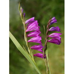 Gladiolus Byzantinus - 10 květinové cibule