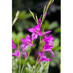 Gladiolus Byzantinus - 10 květinové cibule