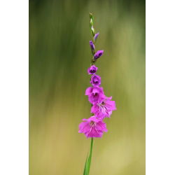 Gladiolus Byzantinus - 10 květinové cibule