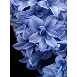Hyacinthus albastru Tango albastru - iacoc albastru Tango albastru - 3 bulbi