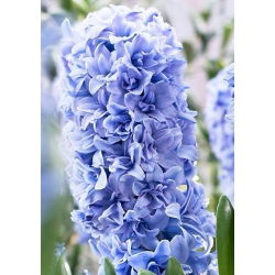 Hyacinthus albastru Tango albastru - iacoc albastru Tango albastru - 3 bulbi