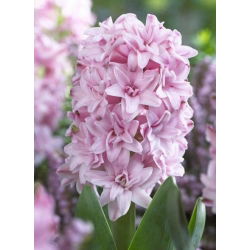 Hiacintas - Prince of Love - pakuotėje yra 3 vnt - Hyacinthus