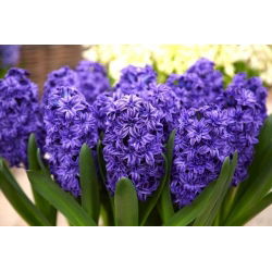 Hiacintas - Royal Navy - pakuotėje yra 3 vnt - Hyacinthus