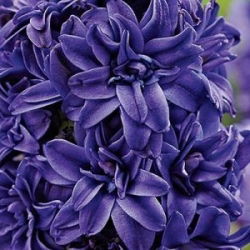 Hiacintas - Royal Navy - pakuotėje yra 3 vnt - Hyacinthus
