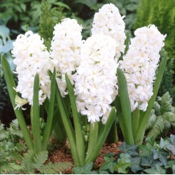 Hiacintas - Snow Crystal - pakuotėje yra 3 vnt - Hyacinthus