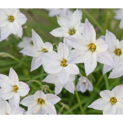 Alberto Castillo - Bahar starflower Alberto Castillo - 10 soğan - Ipheion uniflorum