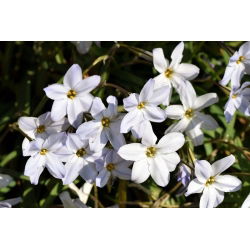 Alberto Castillo - Bahar starflower Alberto Castillo - 10 soğan - Ipheion uniflorum