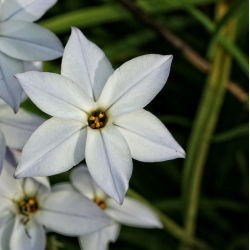 Alberto Castillo - Bahar starflower Alberto Castillo - 10 soğan - Ipheion uniflorum