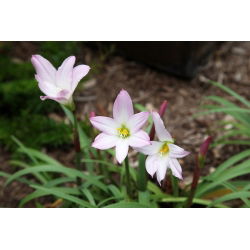Charlotte Bishop - İlkbahar Yıldızları Charlotte Bishop - 10 Ampüller - Ipheion uniflorum