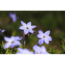 Ipheion Rolf Fiedler - İlkbahar Ayçiçeği Rolf Fiedler - 10 ampul - Ipheion uniflorum