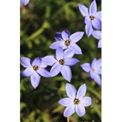 Ipheion Rolf Fiedler - İlkbahar Ayçiçeği Rolf Fiedler - 10 ampul - Ipheion uniflorum