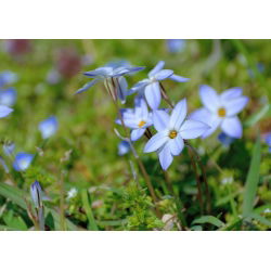 Ipheion Rolf Fiedler - İlkbahar Ayçiçeği Rolf Fiedler - 10 ampul - Ipheion uniflorum