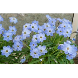 Ipheion Rolf Fiedler - İlkbahar Ayçiçeği Rolf Fiedler - 10 ampul - Ipheion uniflorum