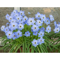 Ipheion Rolf Fiedler - İlkbahar Ayçiçeği Rolf Fiedler - 10 ampul - Ipheion uniflorum