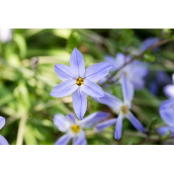 Ipheion Uniflorum - İlkbahar Ayçiçeği Uniflorum - 10 ampul