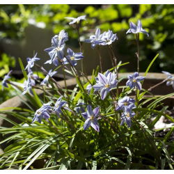 Ipheion Uniflorum - İlkbahar Ayçiçeği Uniflorum - 10 ampul