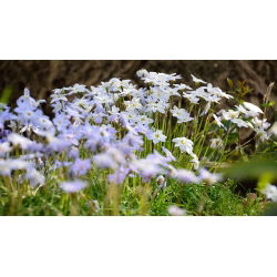Ipheion Uniflorum - İlkbahar Ayçiçeği Uniflorum - 10 ampul