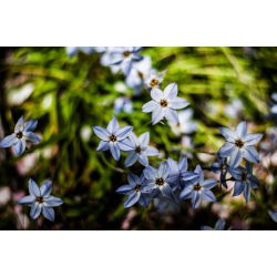 Ipheion Uniflorum - İlkbahar Ayçiçeği Uniflorum - 10 ampul