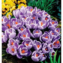 Crocus King of the Striped - pakend 10 tk