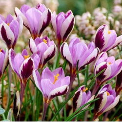 Crocus Minimus - 10 bebawang