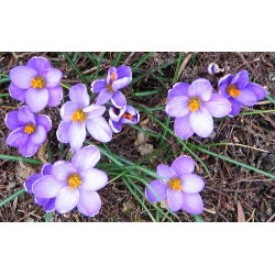 Crocus Minimus - 10 bebawang