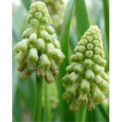 Muscari Bellevalia Pearl verde - Iacob de struguri Bellevalia Green Pearl - 5 bulbi