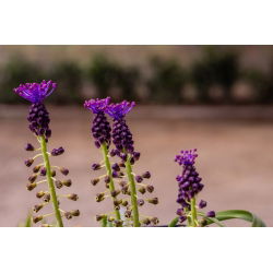 Muscari Comosum - Hibiscus de struguri Comosum - 5 bulbi