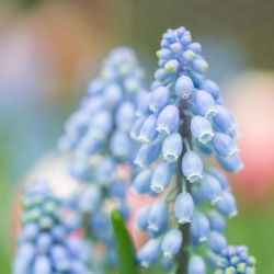 Muscari Ester - Ester de hacin de struguri - 10 bulbi