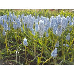 Muscari Ester - Ester de hacin de struguri - 10 bulbi