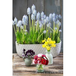 Muscari Ester - Ester de hacin de struguri - 10 bulbi
