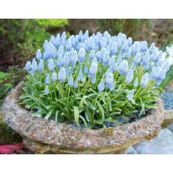 Muscari Ester - Ester de hacin de struguri - 10 bulbi