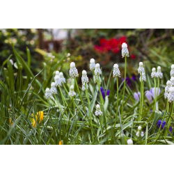 Tigru Siberian Muscari - Tigru Siberian - 10 bulbi