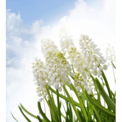 Tigru Siberian Muscari - Tigru Siberian - 10 bulbi