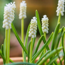 Tigru Siberian Muscari - Tigru Siberian - 10 bulbi
