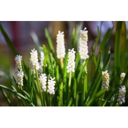 Tigru Siberian Muscari - Tigru Siberian - 10 bulbi