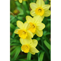 Нарцисова бебешка луна - нарцис бебешка луна - 5 луковици - Narcissus