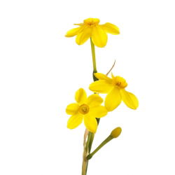 Нарцисова бебешка луна - нарцис бебешка луна - 5 луковици - Narcissus